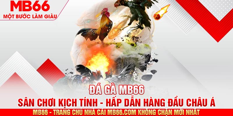 MB66 là danh địa hấp dẫn để chơi đá gà